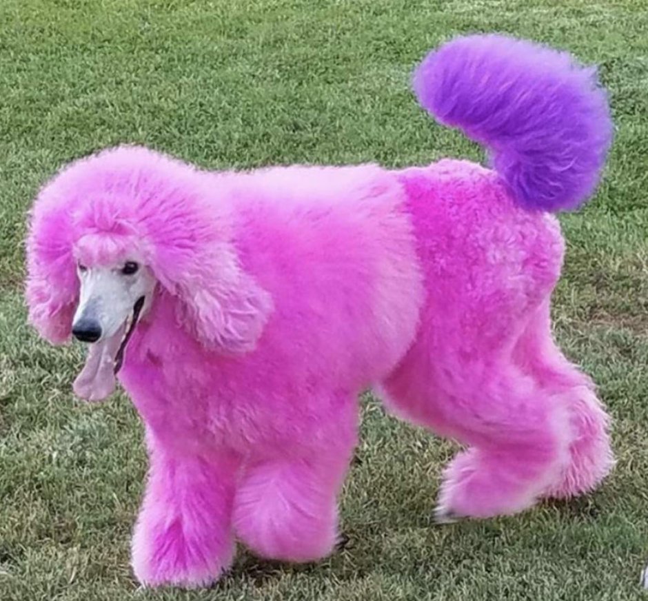 Королевский пудель