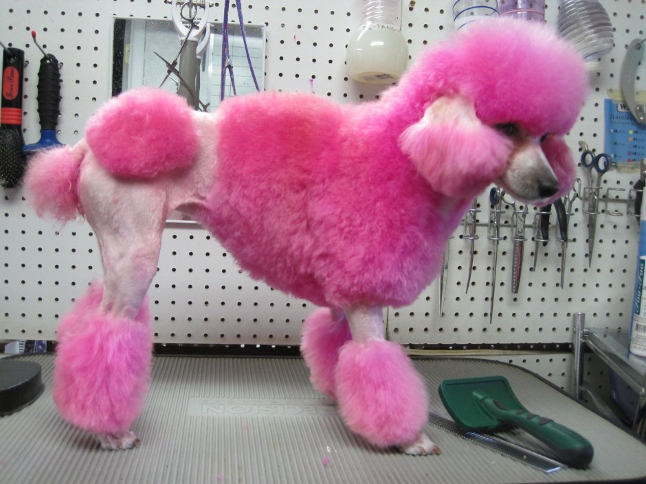 Continental clip Poodle
