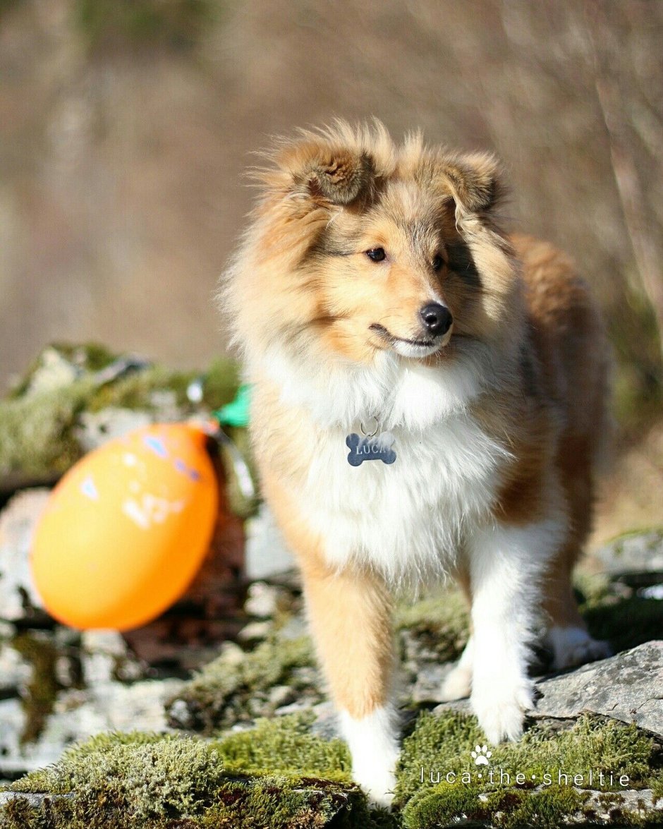 Колли шелти