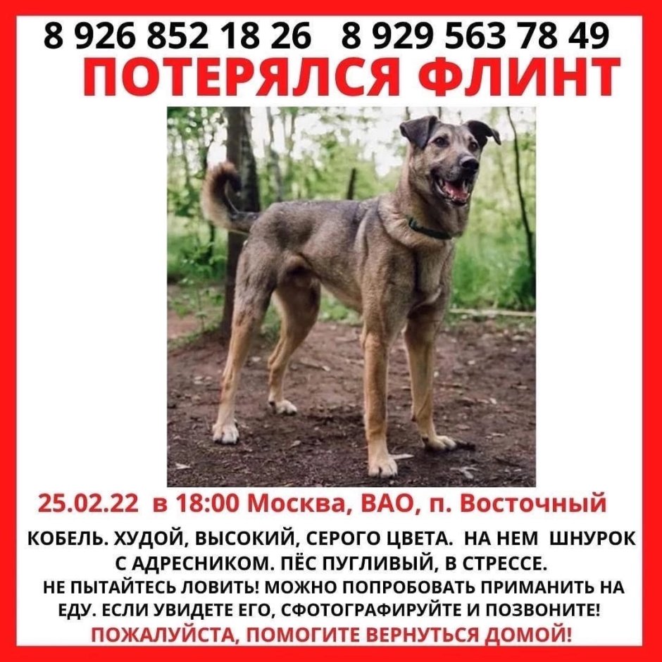 Флинт собака