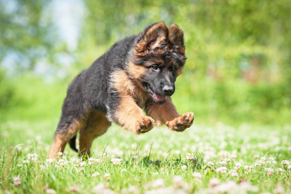 German Shepherd немецкая овчарка щенок