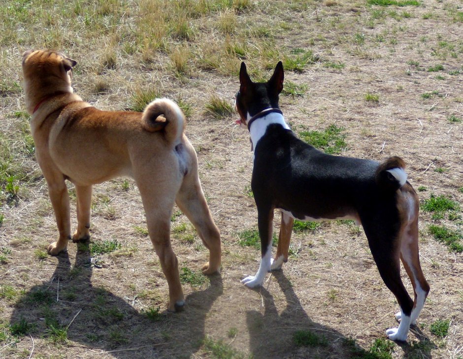 Wobbledogs хвост