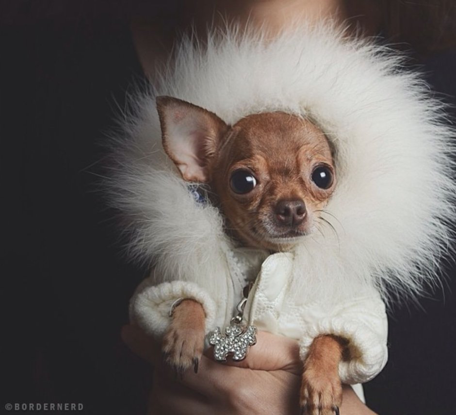 Little chi Dog