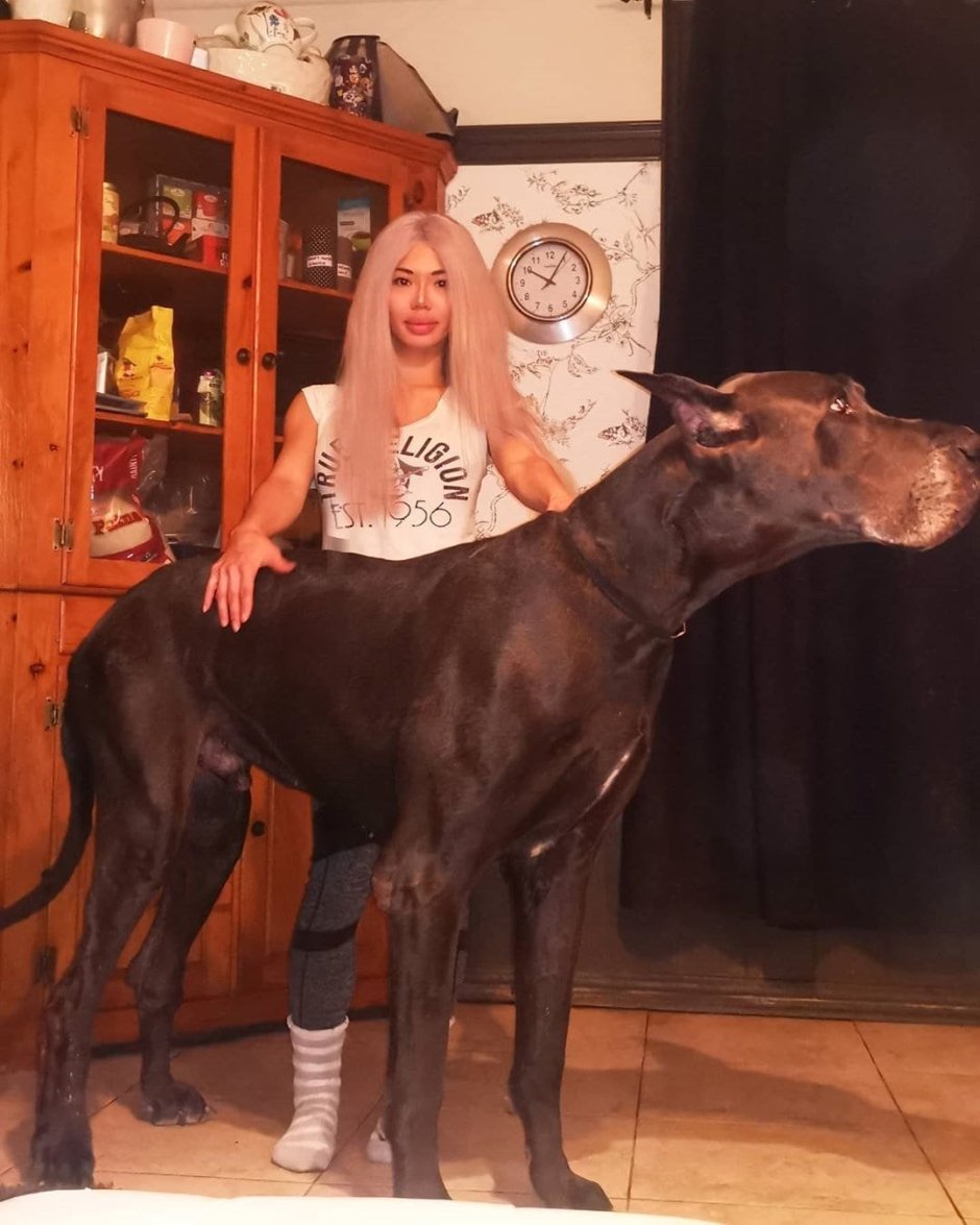 Немецкий дог по кличке Зевс