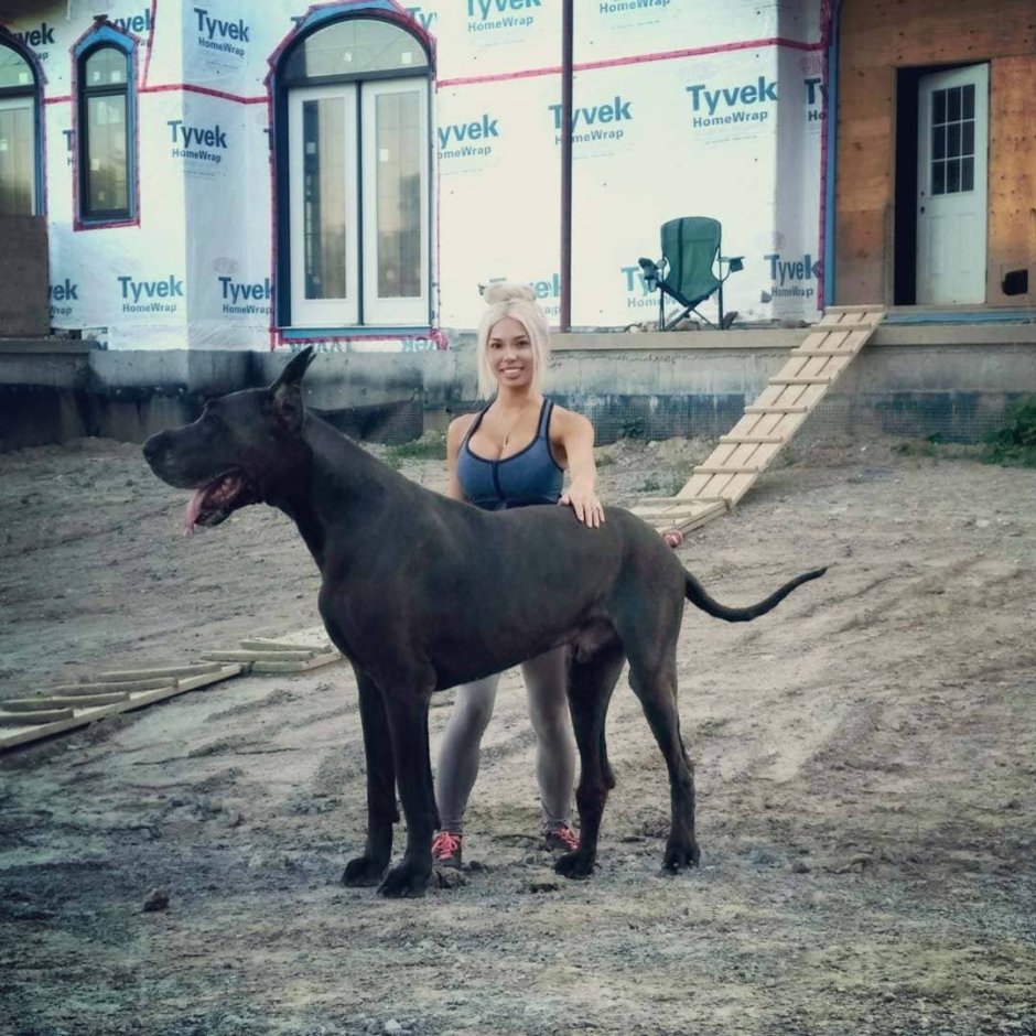Немецкий дог Гром