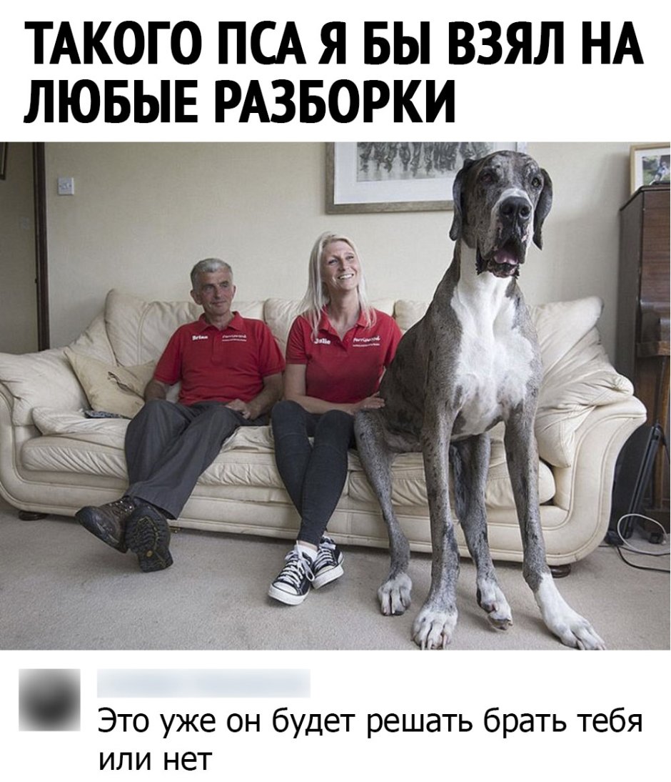 Самая большая собака в мире Зевс