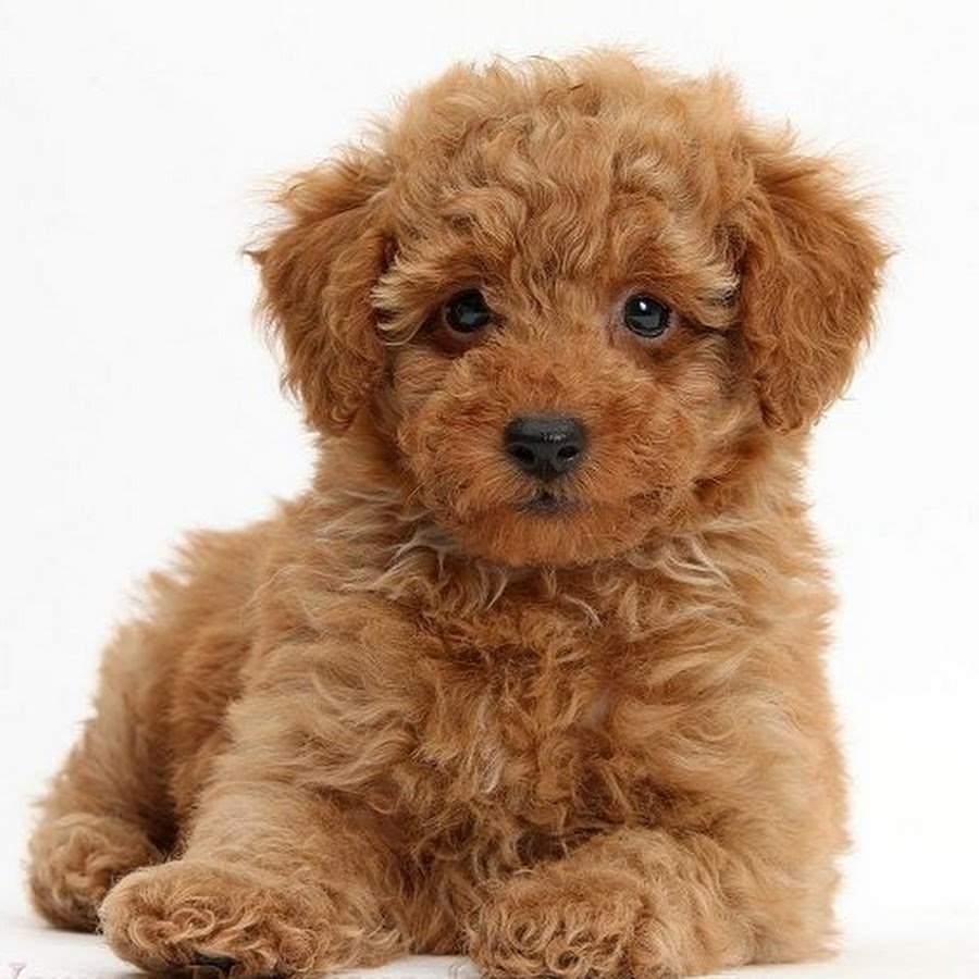 Pudel Toy той пудель