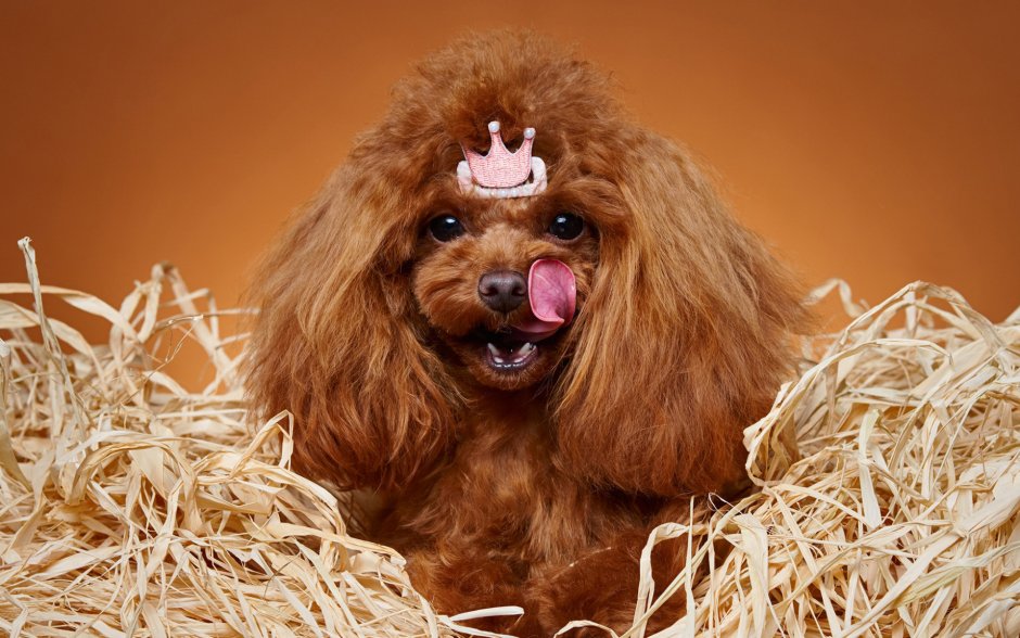 Той пудель абрикосовый