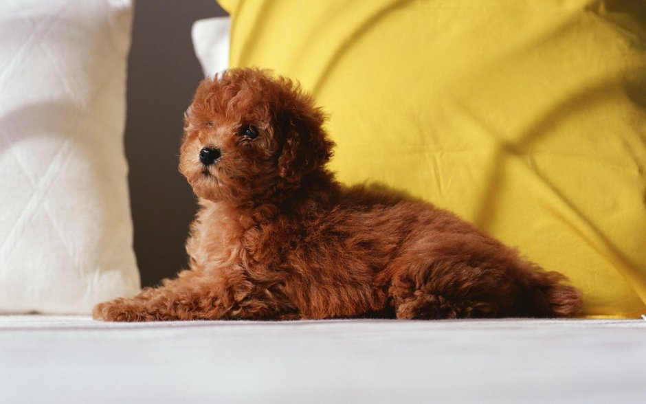 Бишон пудель рыжий