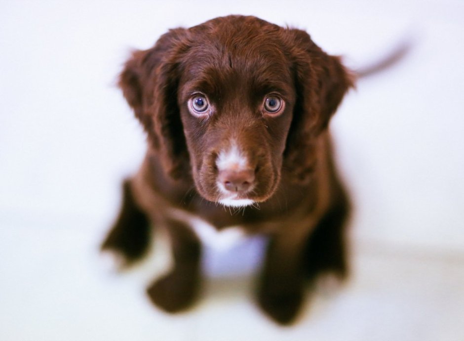 Маленькие коричневые собаки