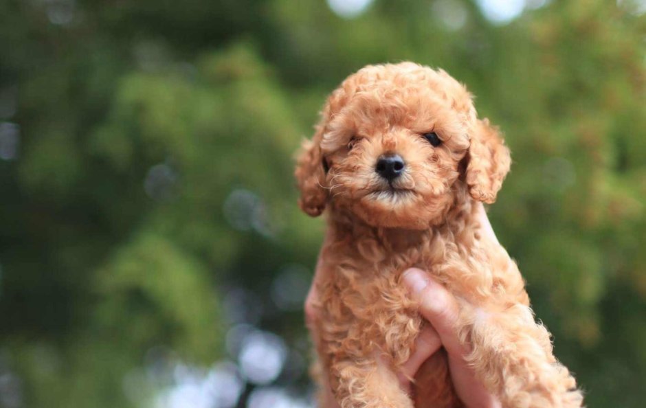 Пудель мальтипу рыжие