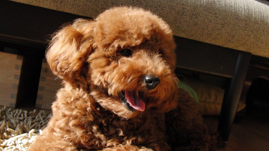 Мальтипу ред Браун