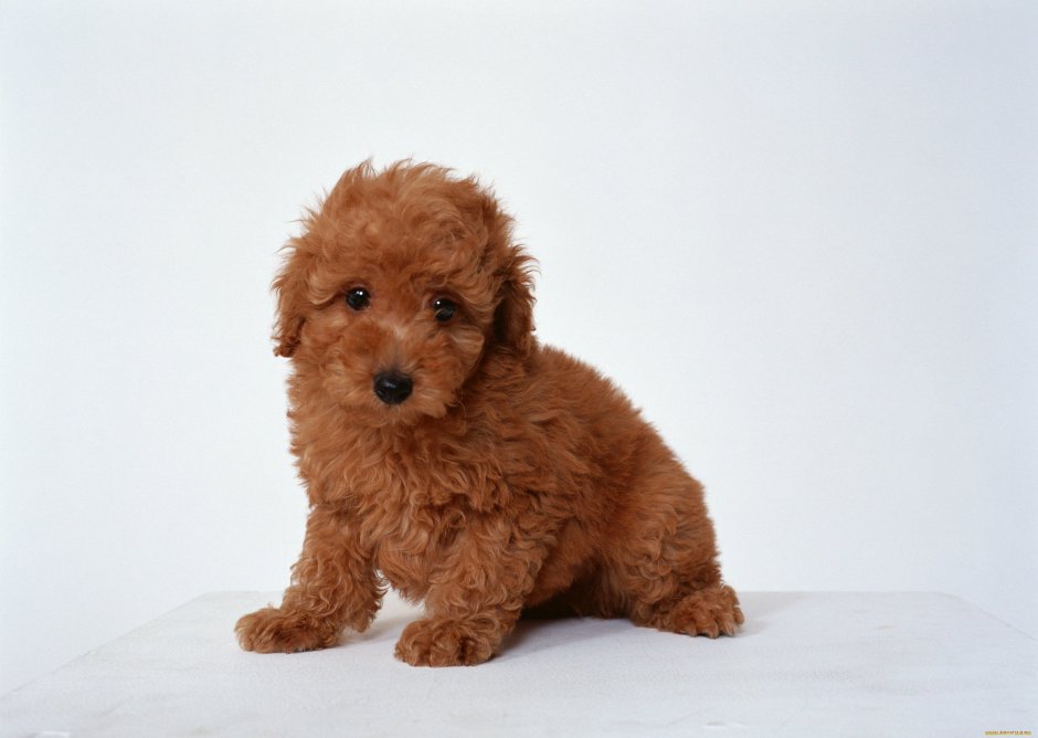 Мини пудель мальтипу