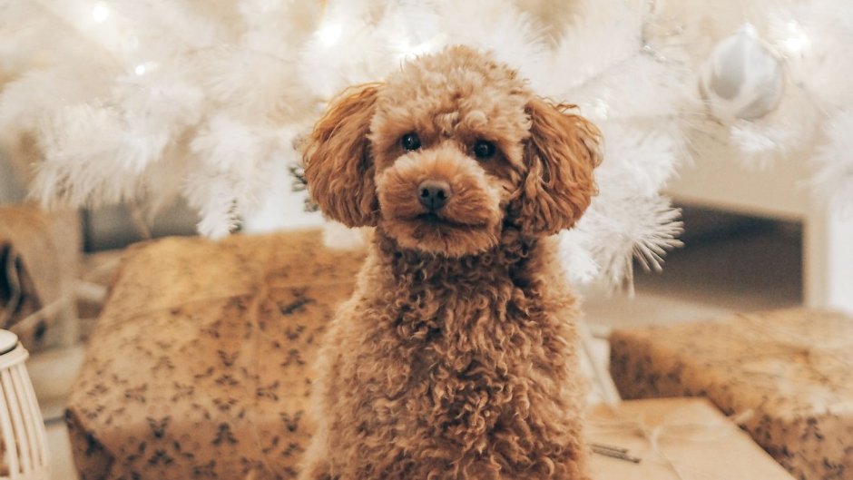 Пудель на рабочий стол