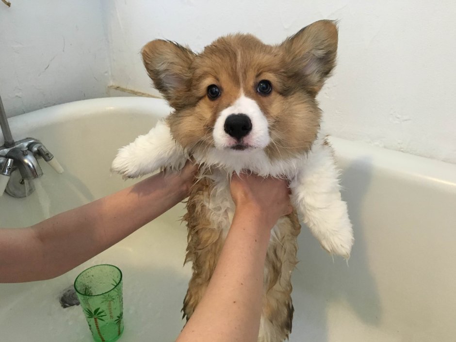 Корги моется