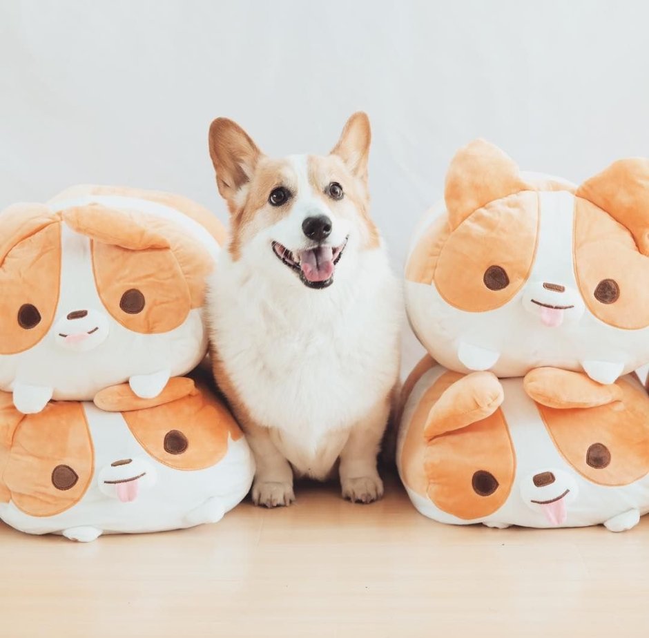 Флаффи корги и оригинал