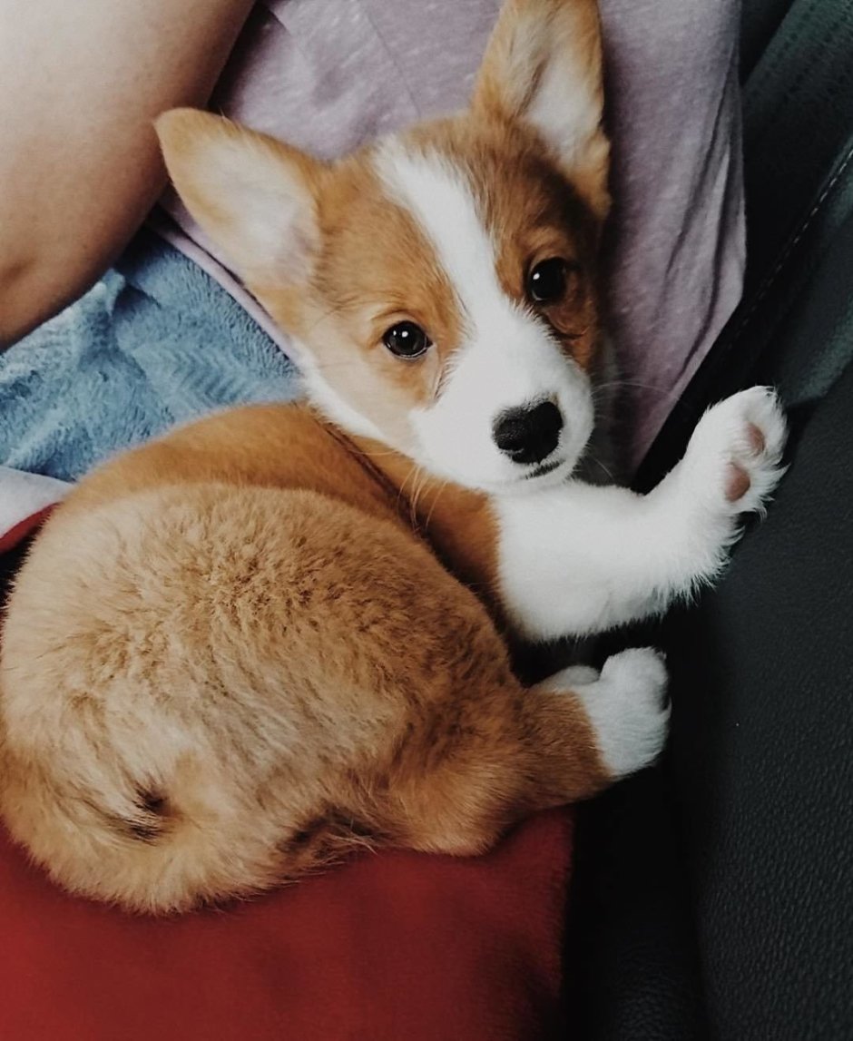 Флаффи корги хаски