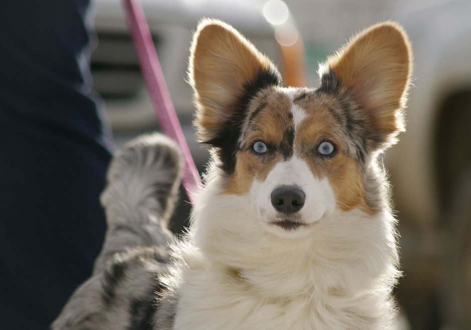 Dogs with Pointed Ears
