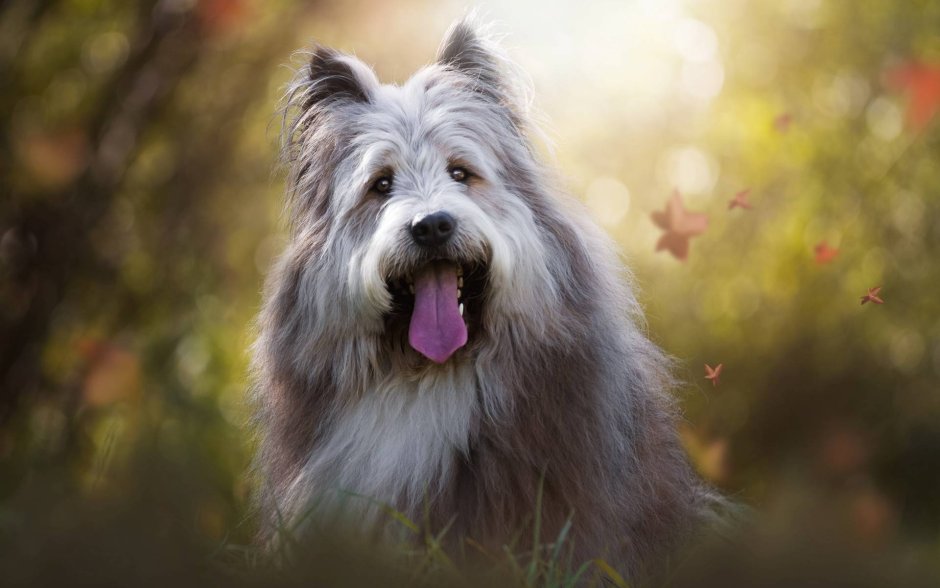 Бородатый бордер колли