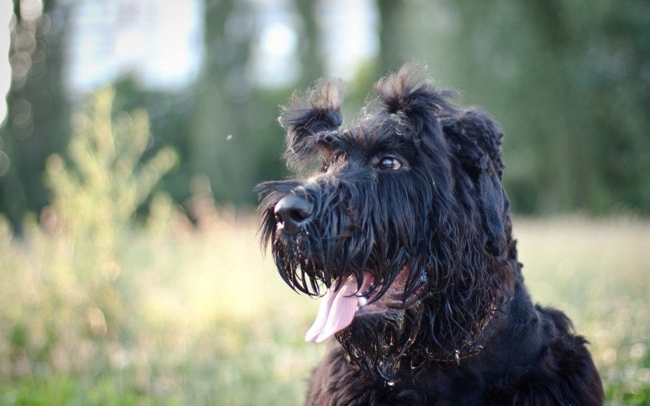 Шнауцер терьер черный