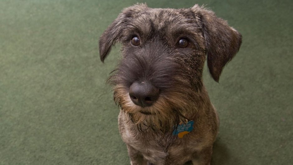 Дог терьер собака дворняжка