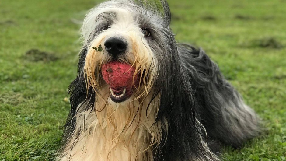 Собака Бородач порода