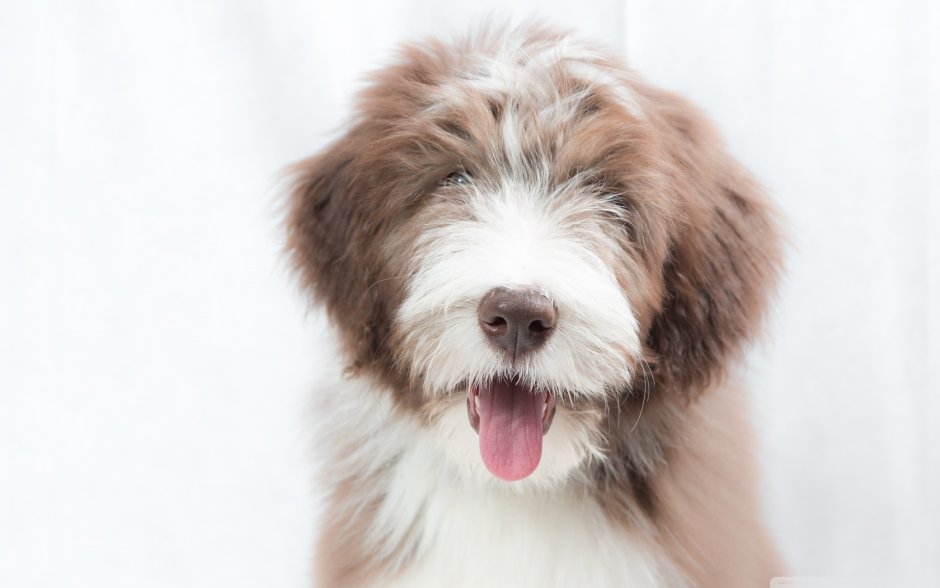 Bearded Collie Puppies pa