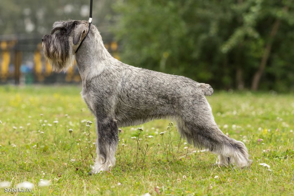 Миттельшнауцер порода собак