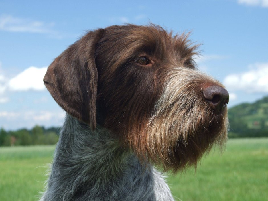 Богемский жесткошерстный Пойнтер-гриффон