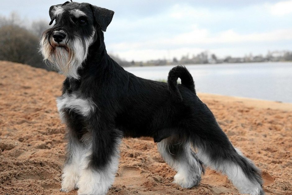 Порода собак Цвергшнауцер