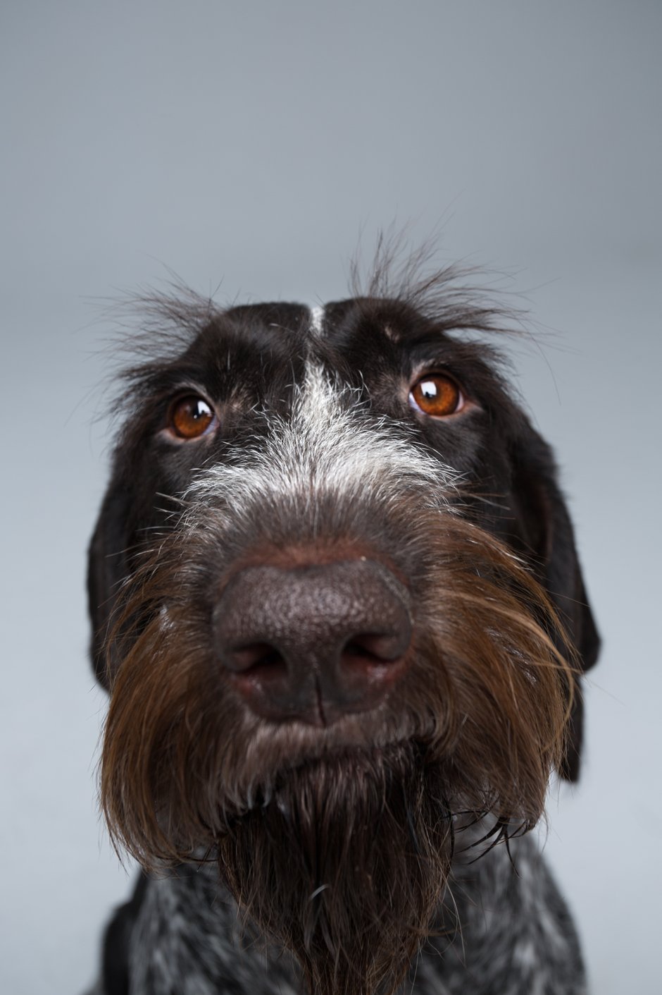 Черная собака с бородой