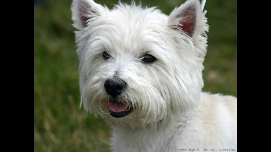 Порода собак Вест хайленд Уайт терьер
