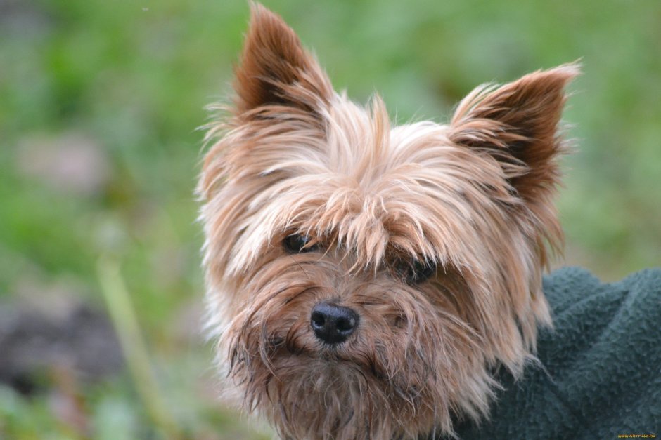 Йоркширский терьер лохматый