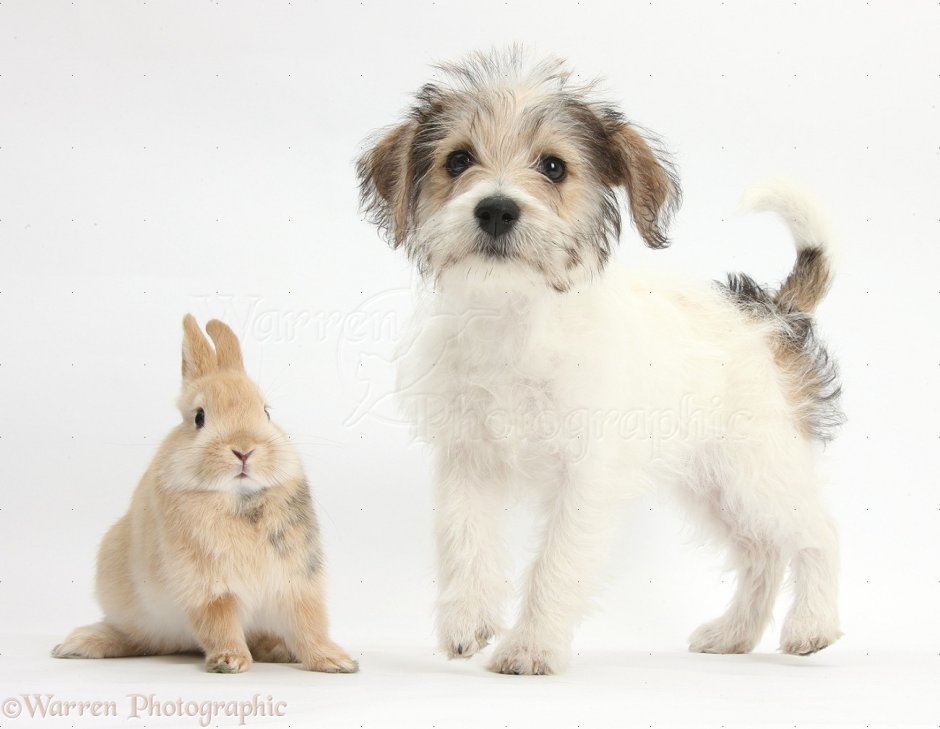 Bichon Frise и Jack Russell