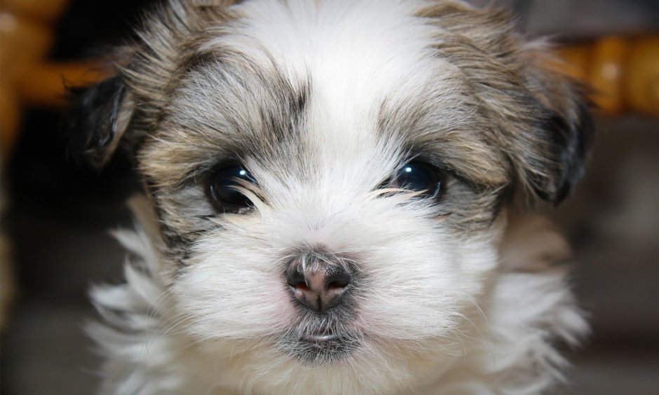 Shih Tzu Puppies for sale near me
