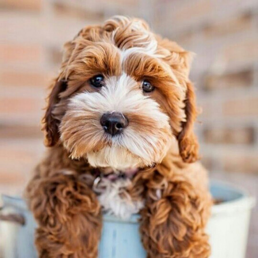 Кокапу кудрявый