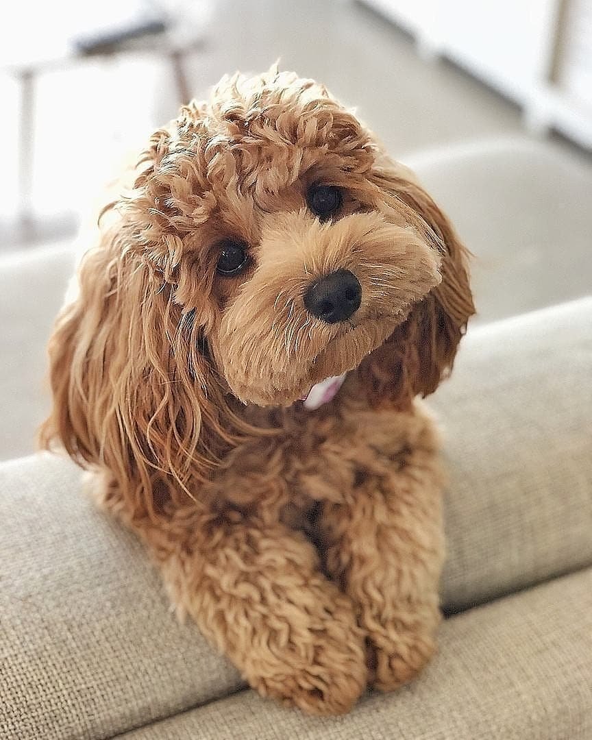 Кавапу и мальтипу