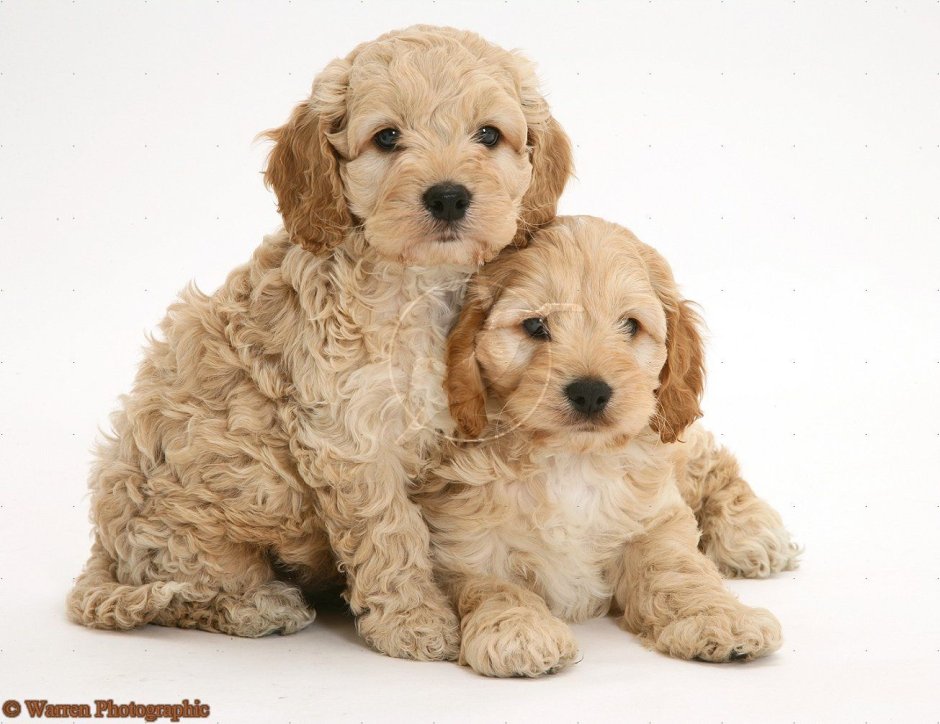 Кокапу порода