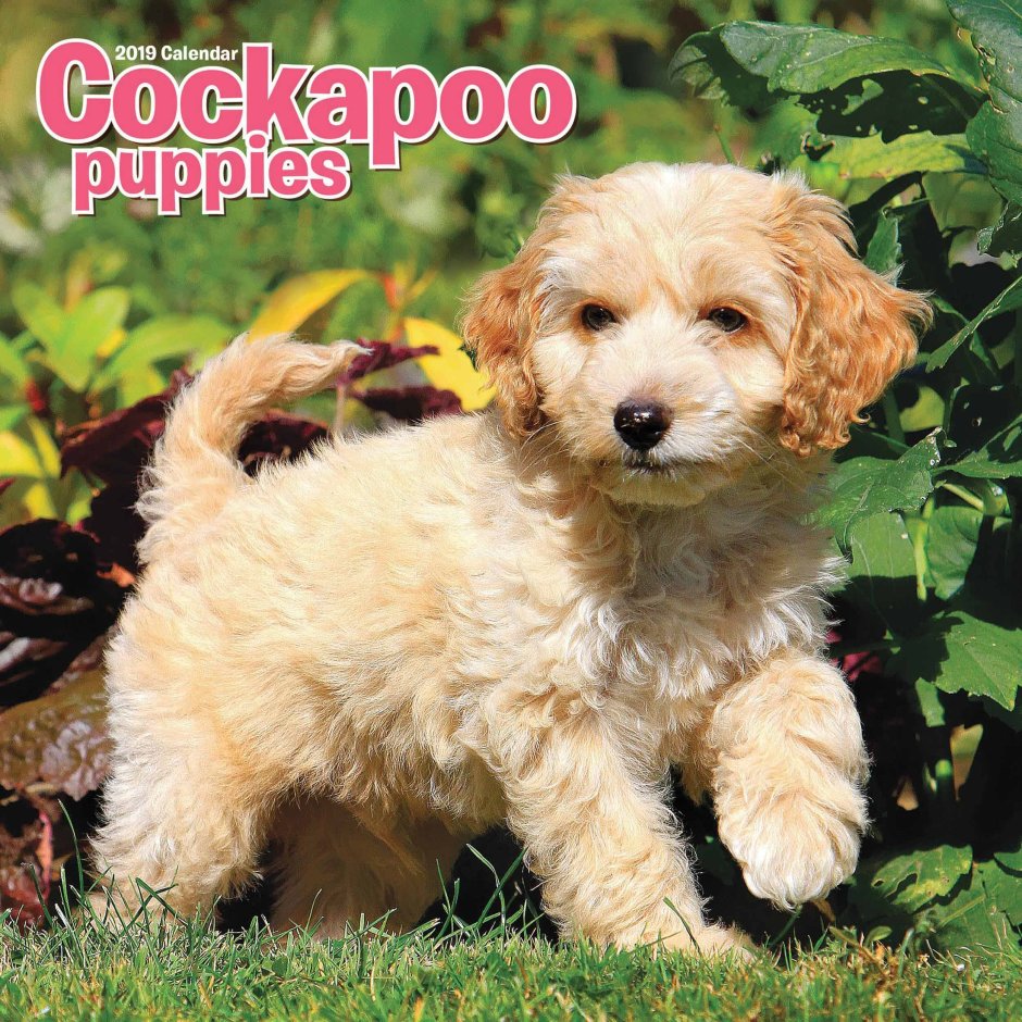 Мальтипу и кокапу сравнить