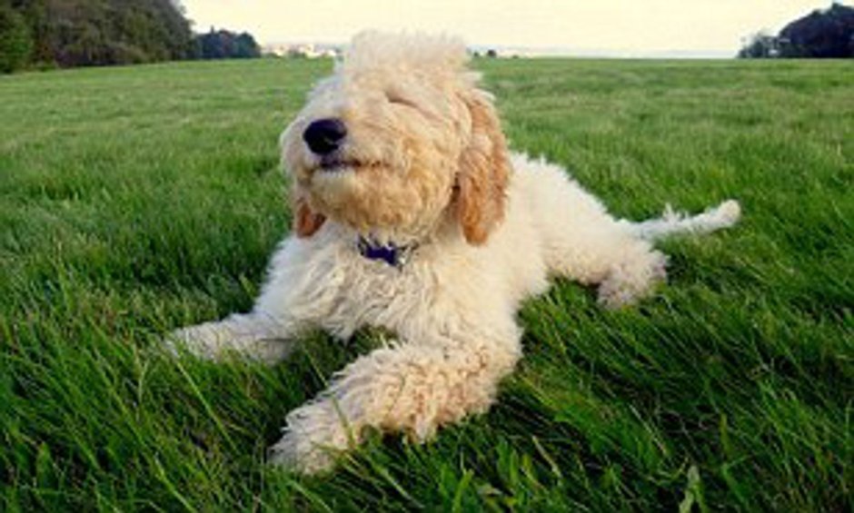 Кокапу Альфи