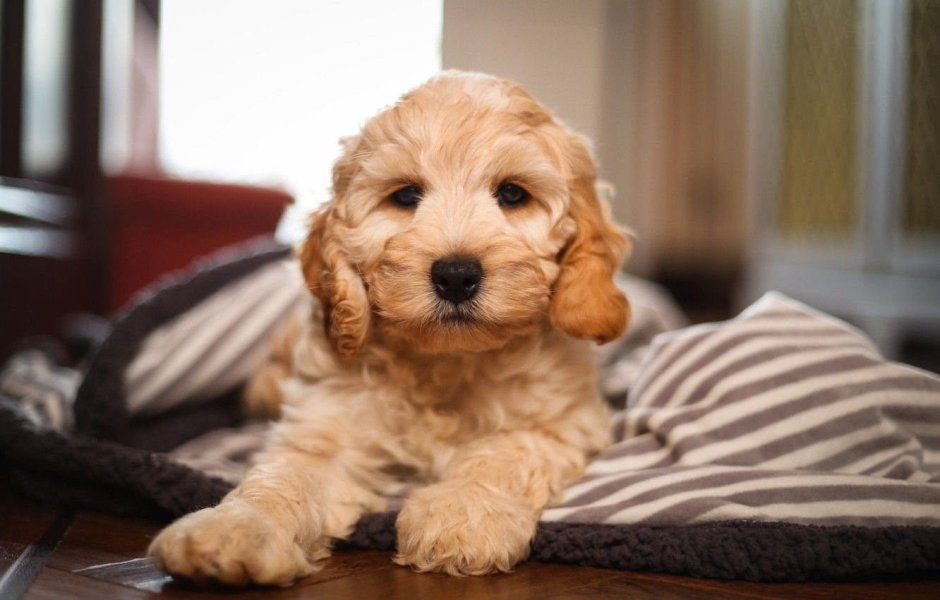 Кокер пудель