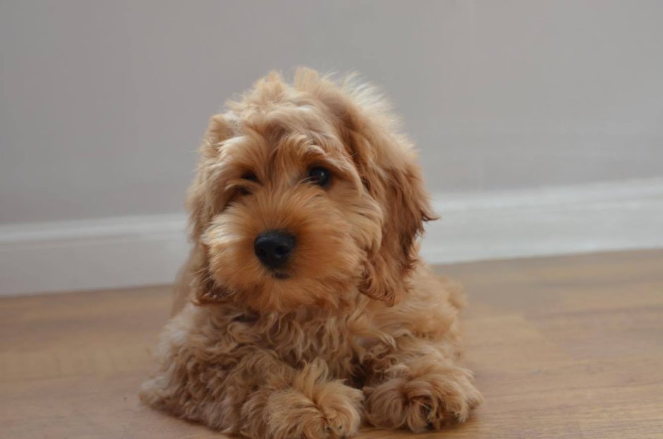 Кокапу порода