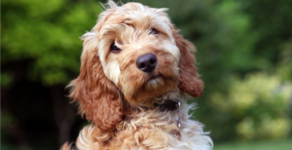 Собаки породы кокапу стрижки