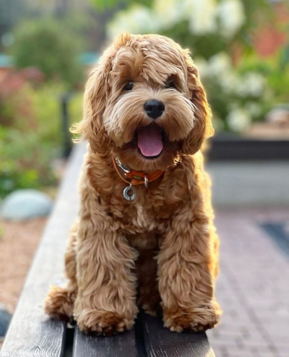 Кокапу мини