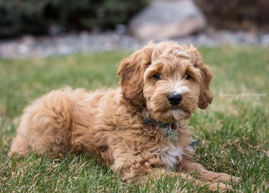 Абрикосовый кокапу