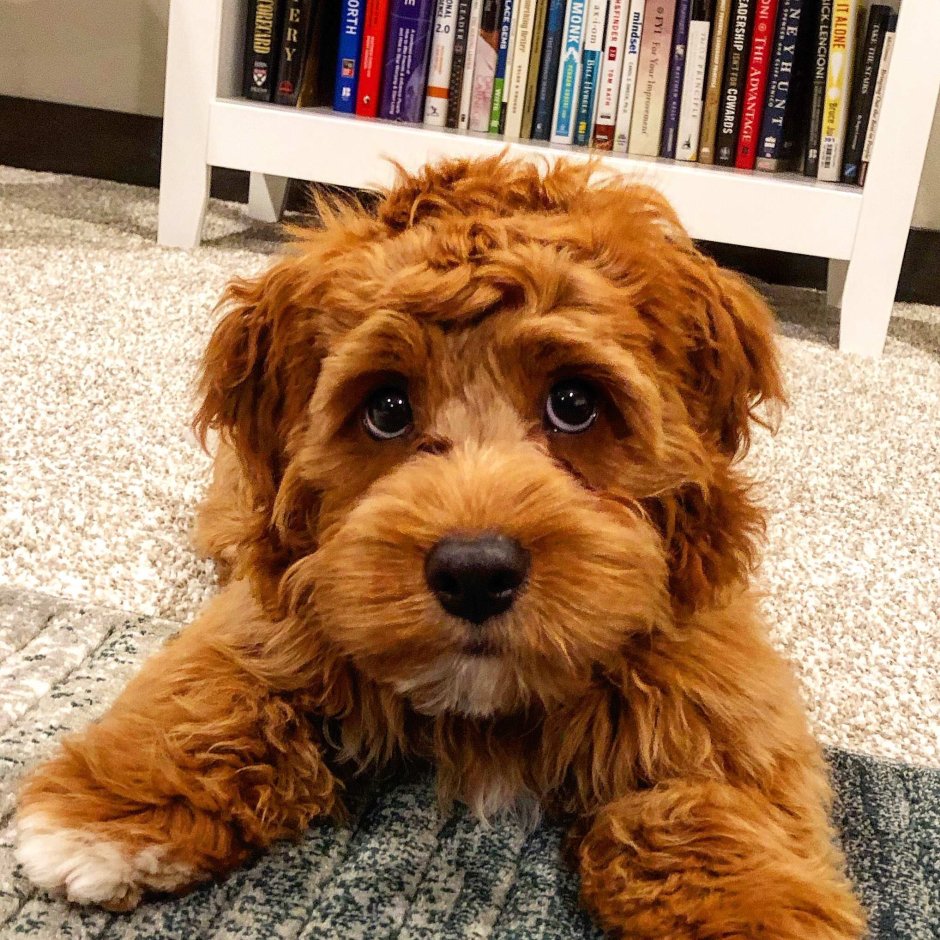 Кокапу мини