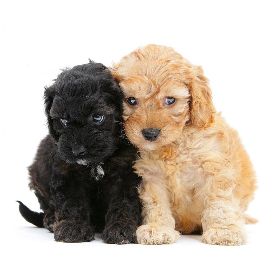 Кокер спаниель и пудель