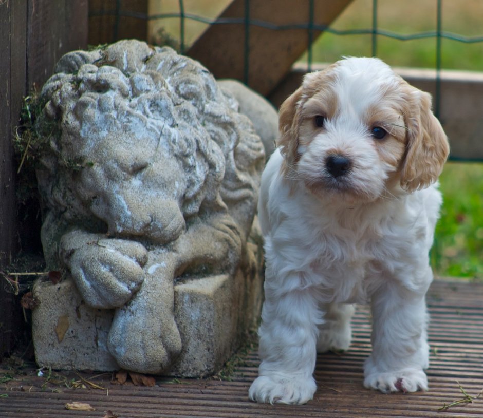 Пятнистый кокапу