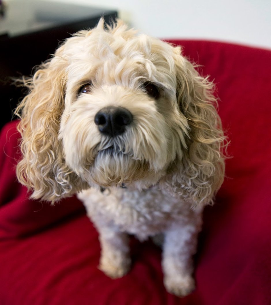 Кокапу стандарт