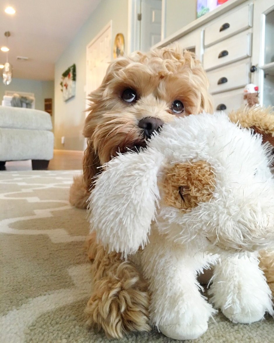 Мальтипу лабрадудель кокапу